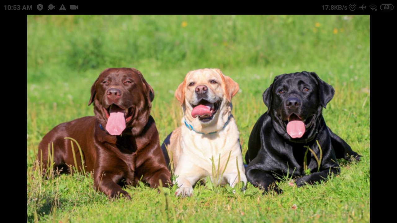 Labradors (race de chien) puzzle en ligne