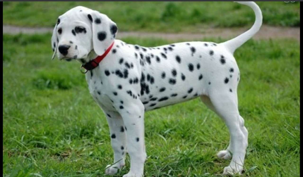 Dalmatien (race de chien) puzzle en ligne