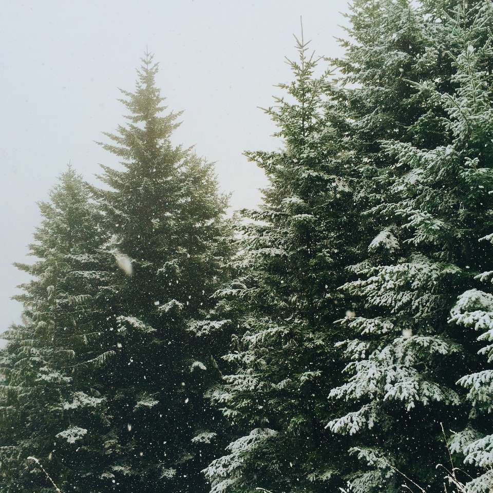 pinos verdes durante el invierno rompecabezas en línea