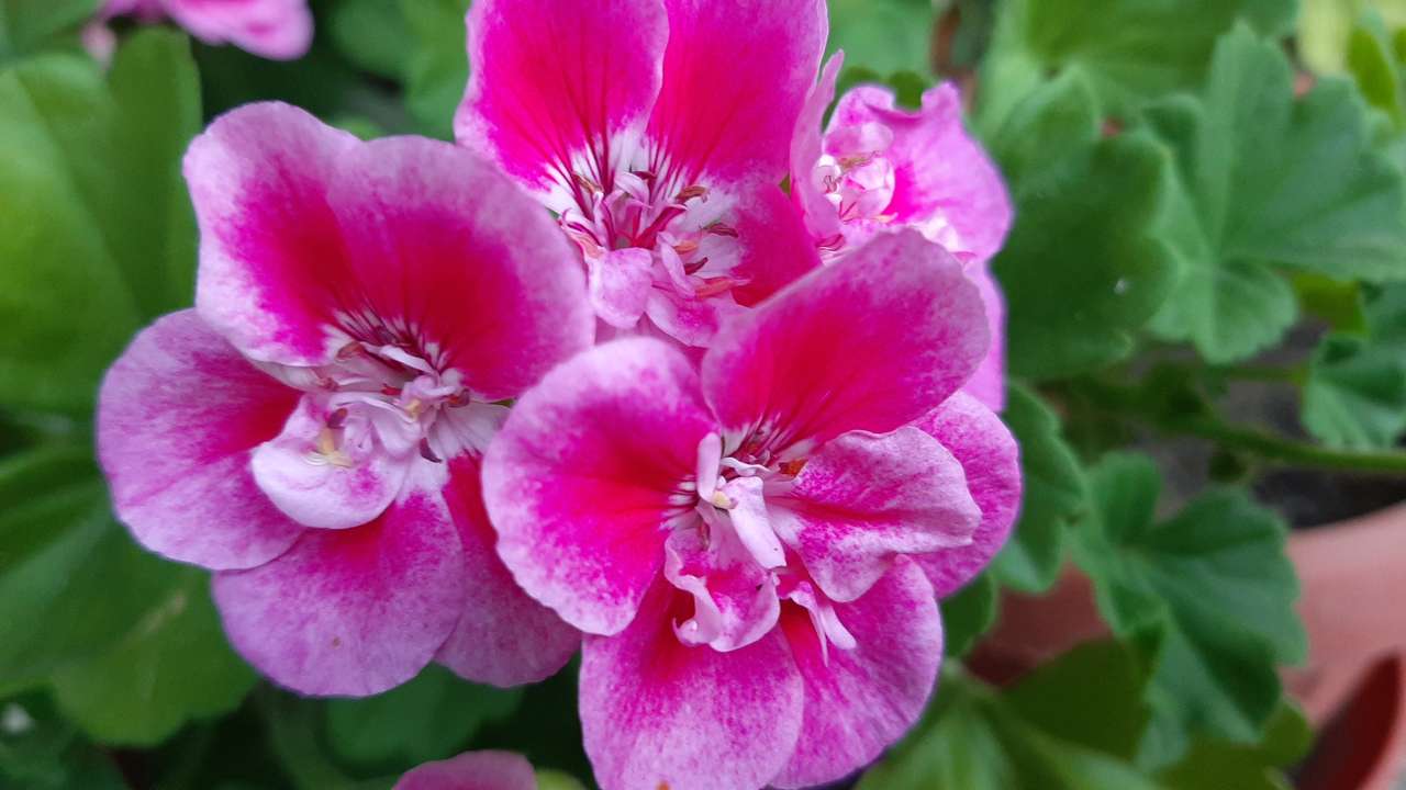 rostlina v květináči skládačky online