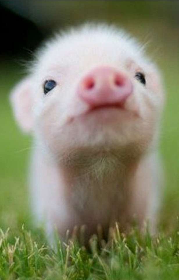 Милая маленькая свинья пазл