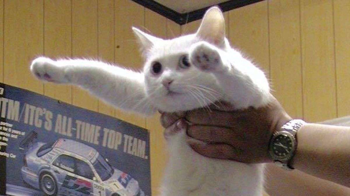Людина-котик супер кіт пазл онлайн
