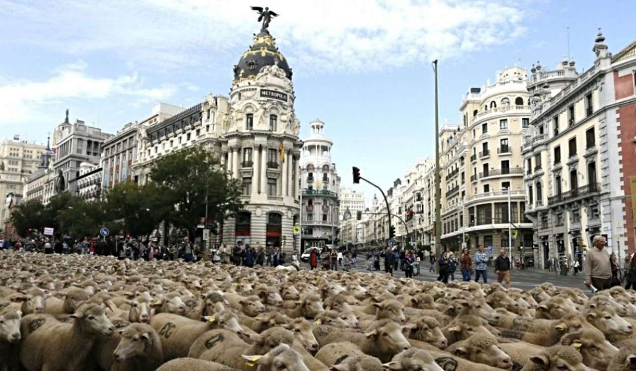 SCHAPEN IN MADRID online puzzel