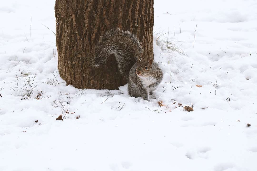 белка зимой смотрит на себя рядом с деревом пазл онлайн