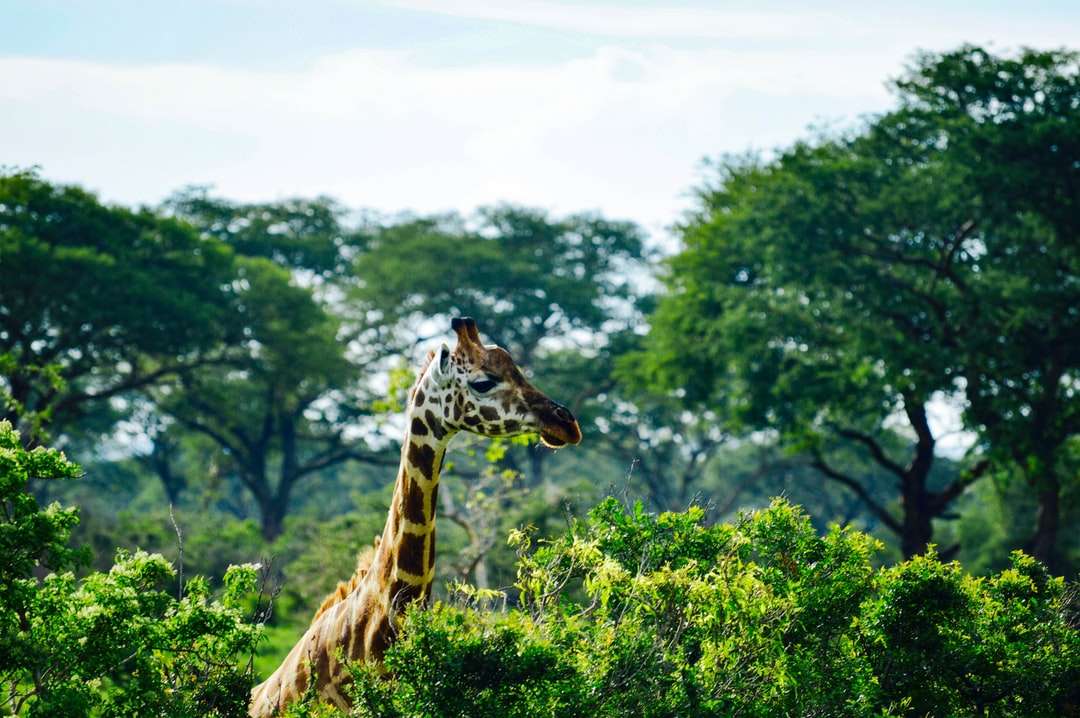 jirafa comiendo hojas verdes durante el día rompecabezas en línea