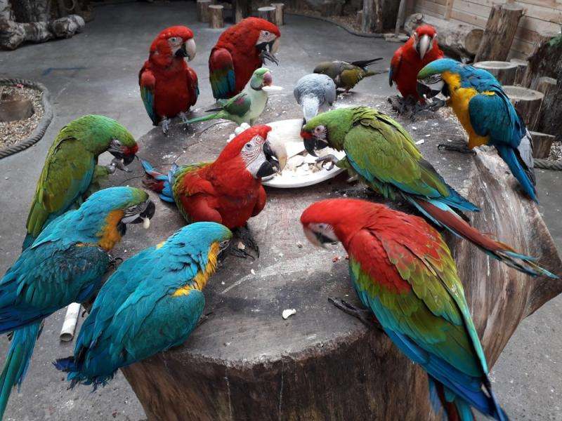 попугаи едят онлайн-пазл