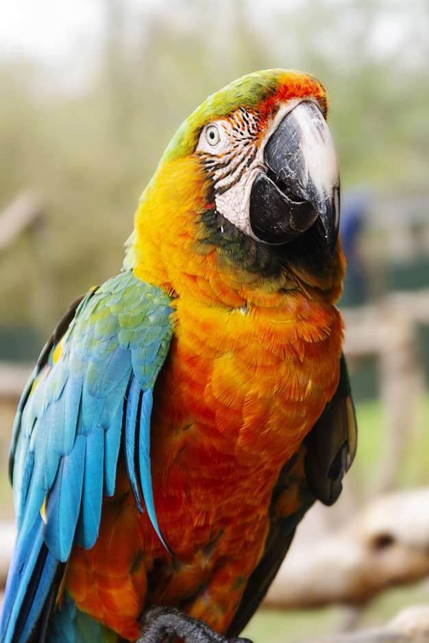 Папуга ара на гілці пазл онлайн