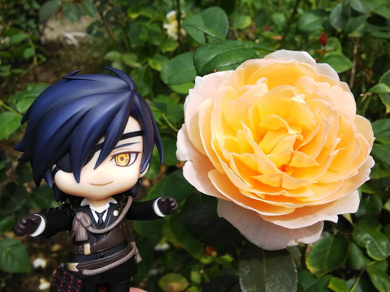 Mitsutada prezintă un trandafir frumos puzzle online