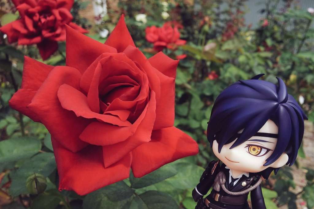 A Mitsutada egy szép vörös rózsát mutat be kirakós online