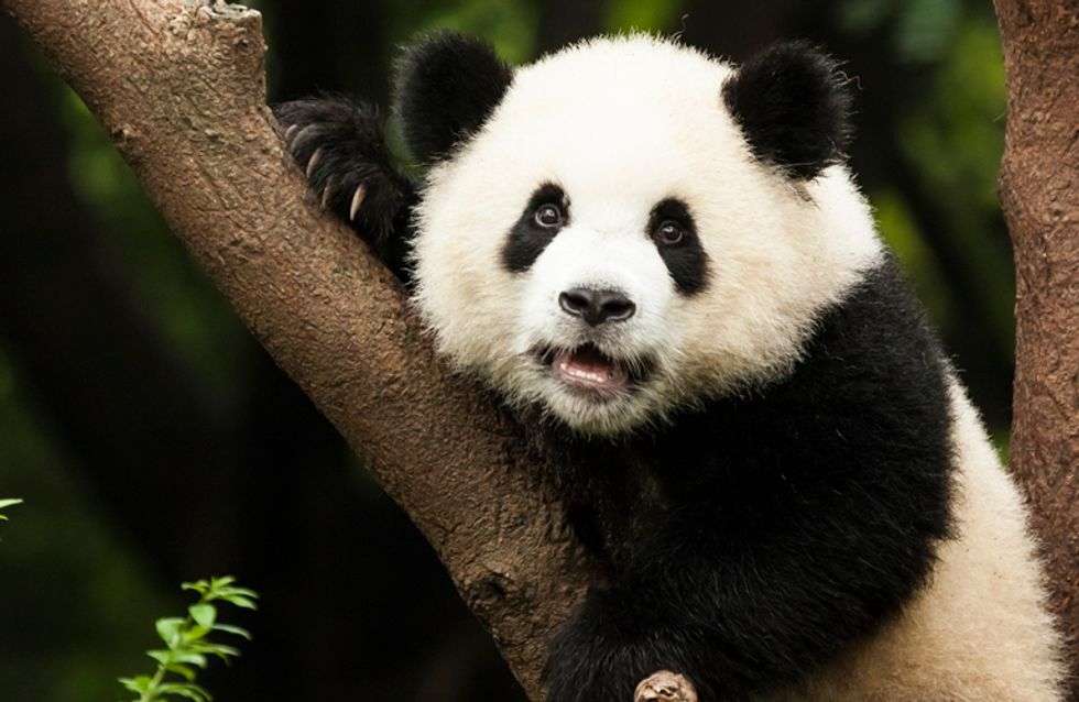 Urso panda puzzle online