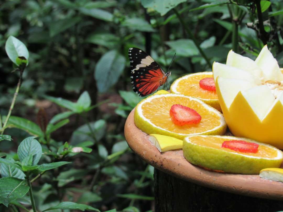 fotografia de foco seletivo de borboleta em frutas fatiadas quebra-cabeças online