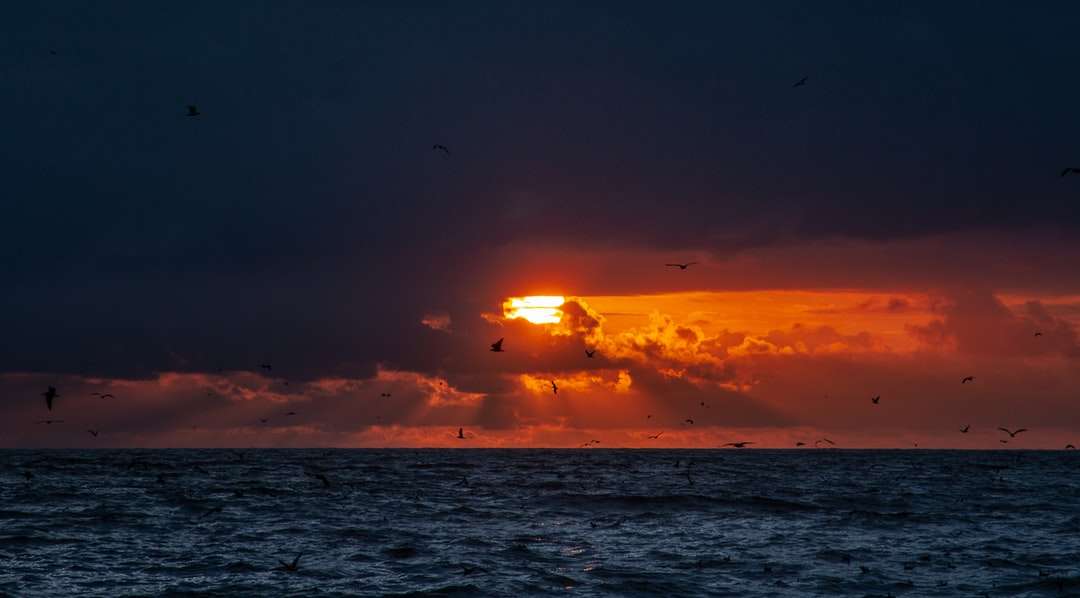 fåglar som flyger över havet under solnedgången Pussel online