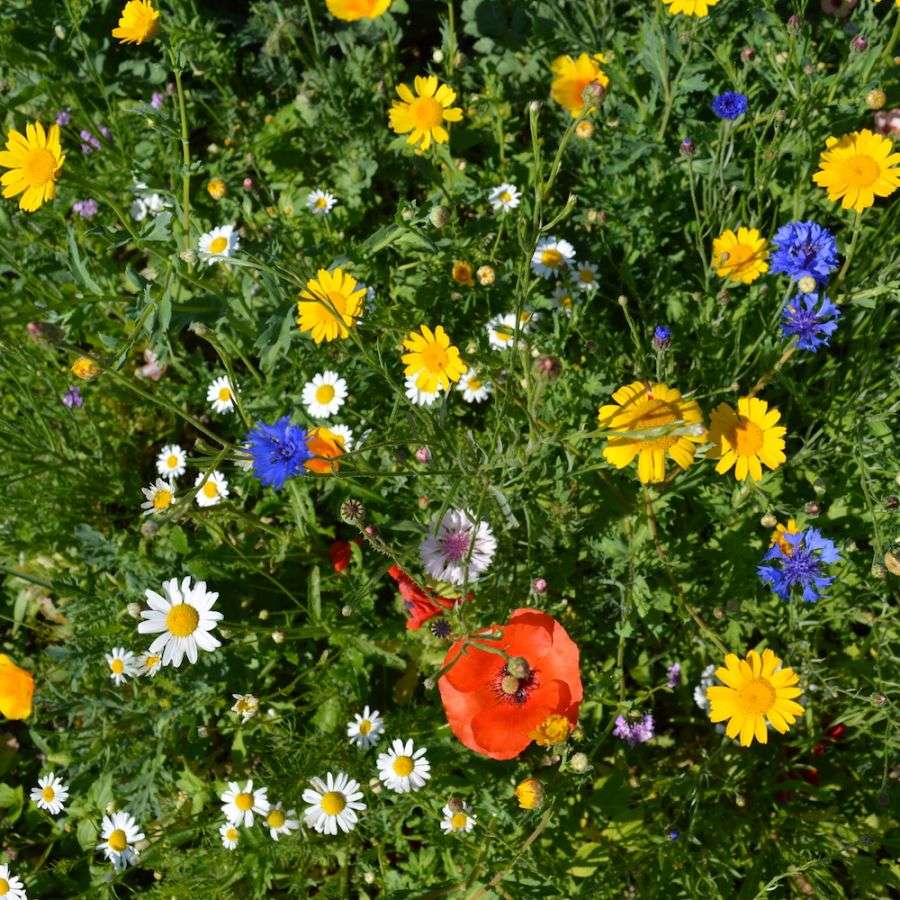 flores do campo puzzle online