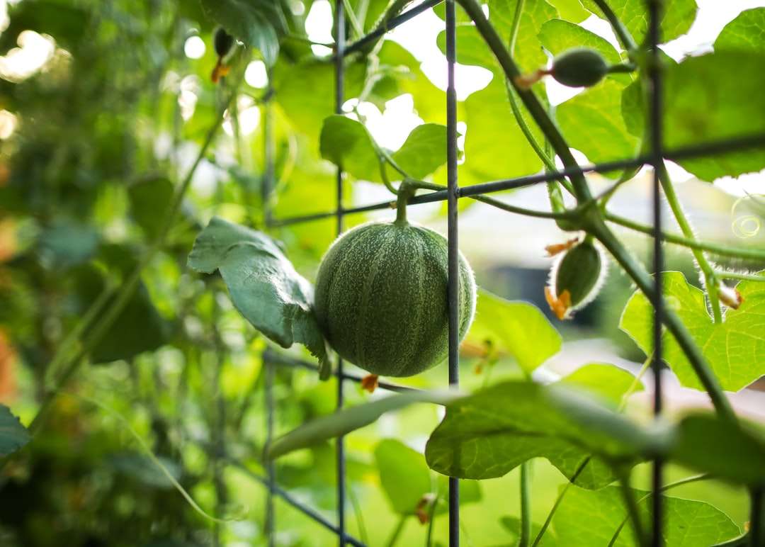 πράσινα φρούτα σε μαύρο μεταλλικό φράχτη κατά τη διάρκεια της ημέρας παζλ online
