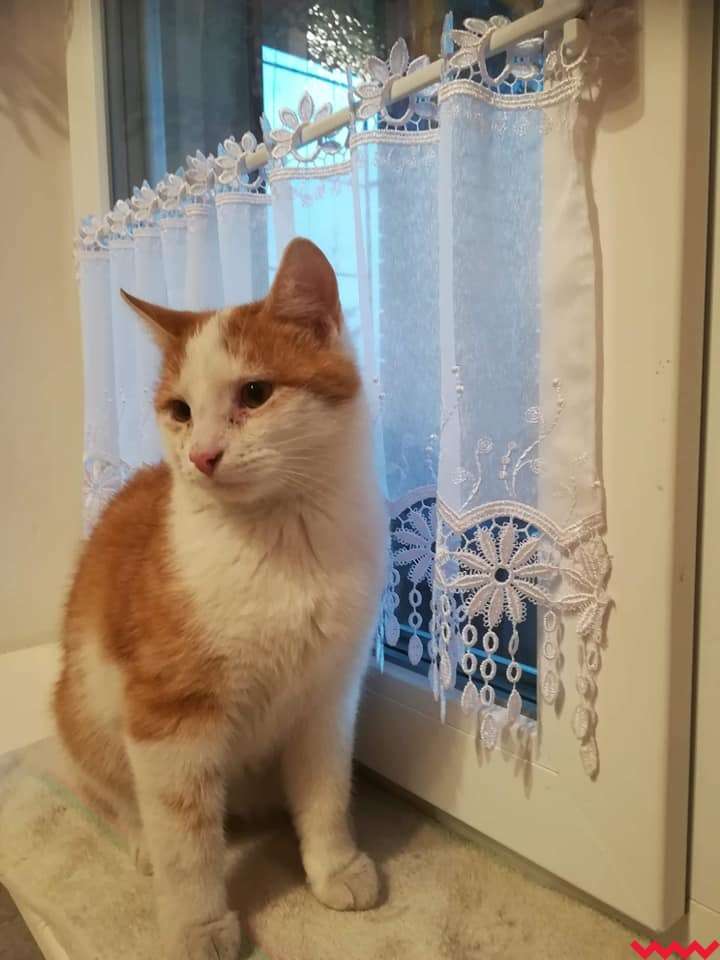 gatito rojo y blanco en el alféizar de la ventana rompecabezas en línea
