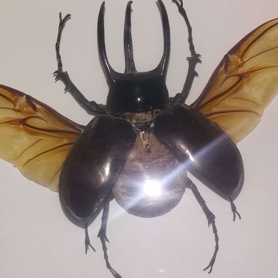 scarabée brillant puzzle en ligne