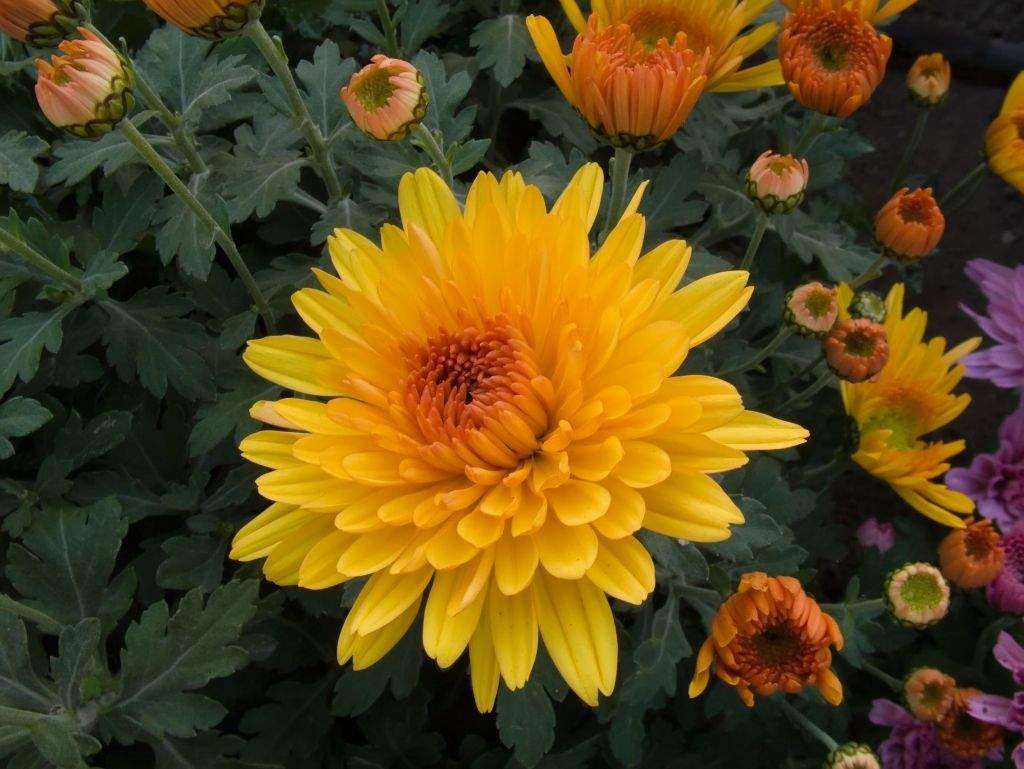 Chrysanthemum puzzel legpuzzel online