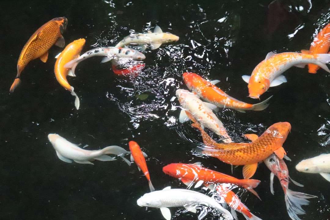 Fotografía de primer plano de pez koi blanco y naranja rompecabezas en línea