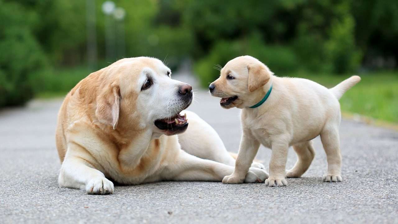de puppy en zijn moeder legpuzzel online