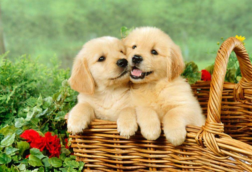 twee pups online puzzel