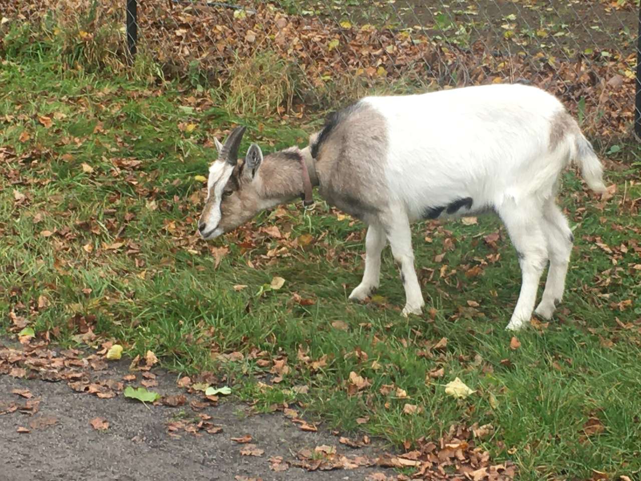 Goat on an autumn walk online puzzle