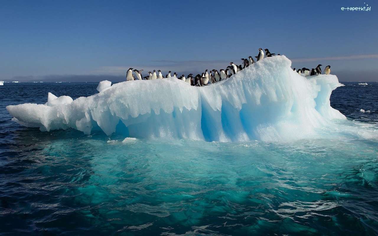 pingviner på en isflak Pussel online