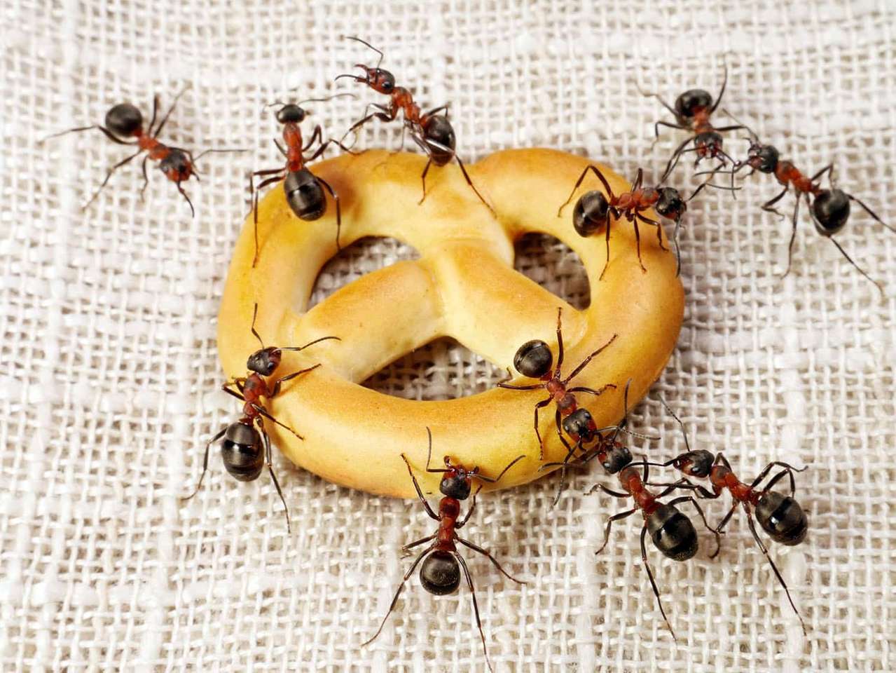 βρώσιμα μυρμήγκια online παζλ
