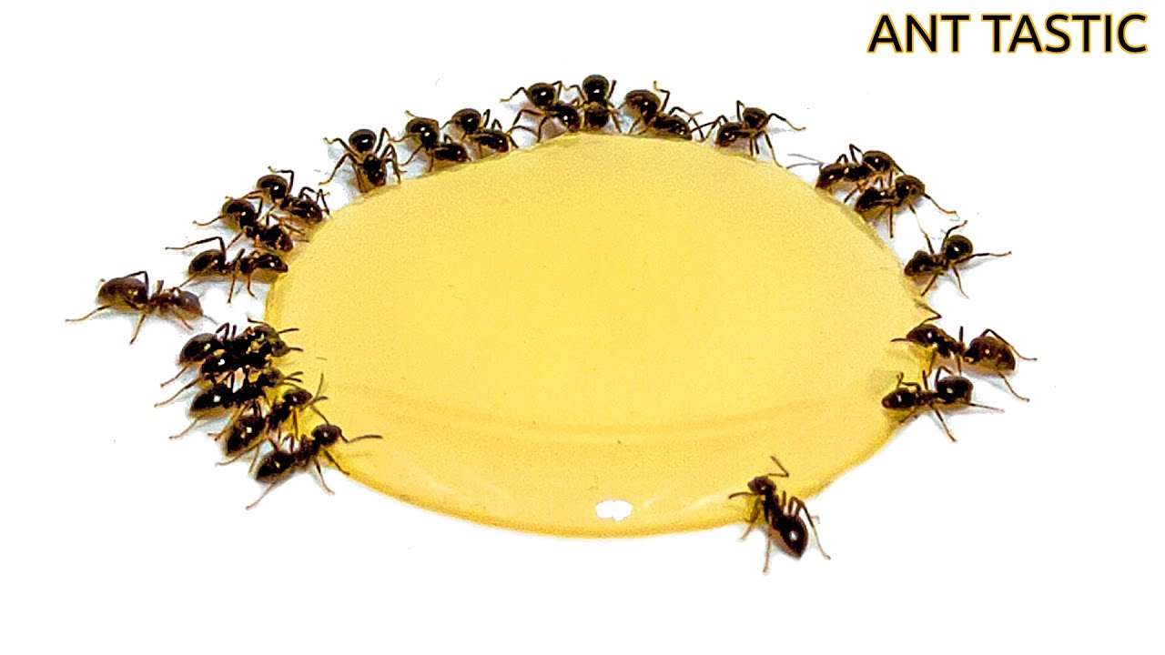 βρώσιμα μυρμήγκια παζλ online