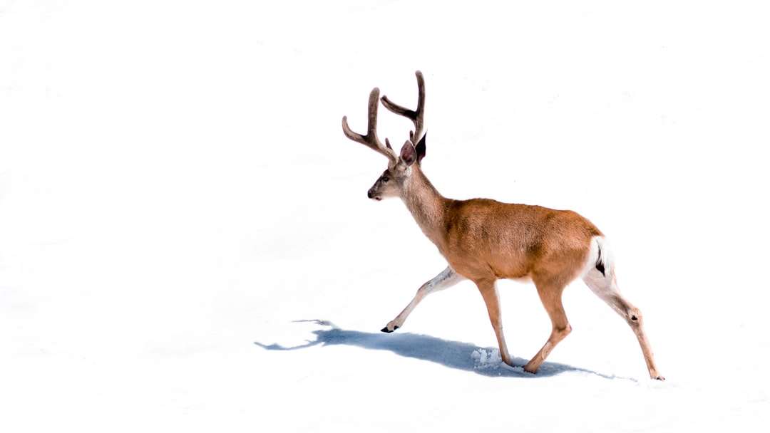 白い背景の上の茶色の鹿 ジグソーパズルオンライン