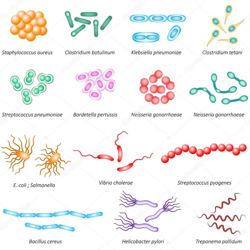 Bacteriële soorten legpuzzel online