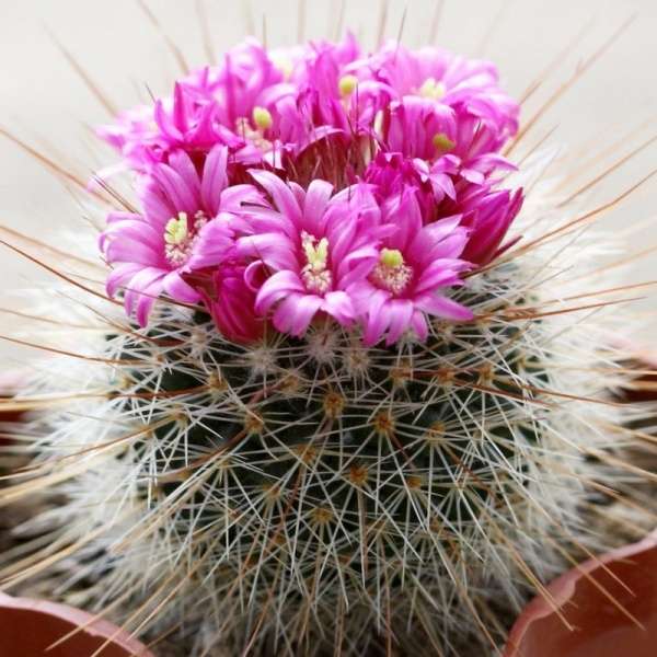 kaktus s květinami skládačky online