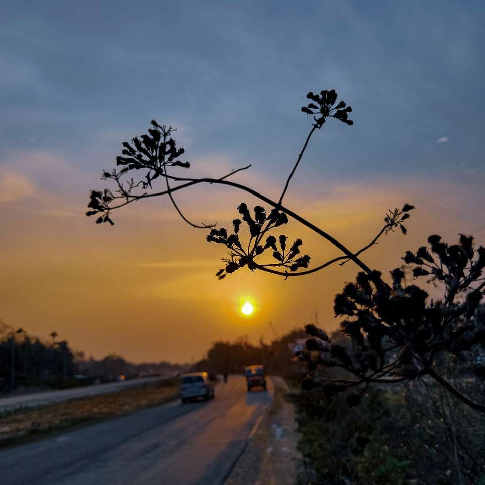 šedá asfaltová silnice mezi zelenými stromy při západu slunce skládačky online