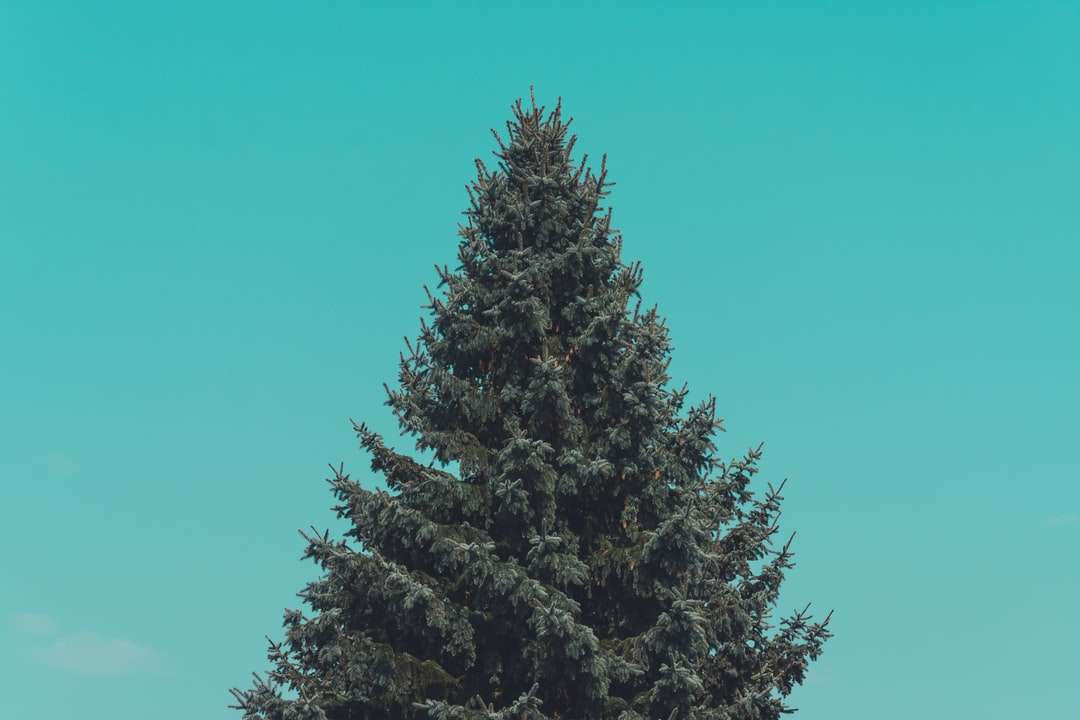 albero di pino verde sotto il cielo verde puzzle online