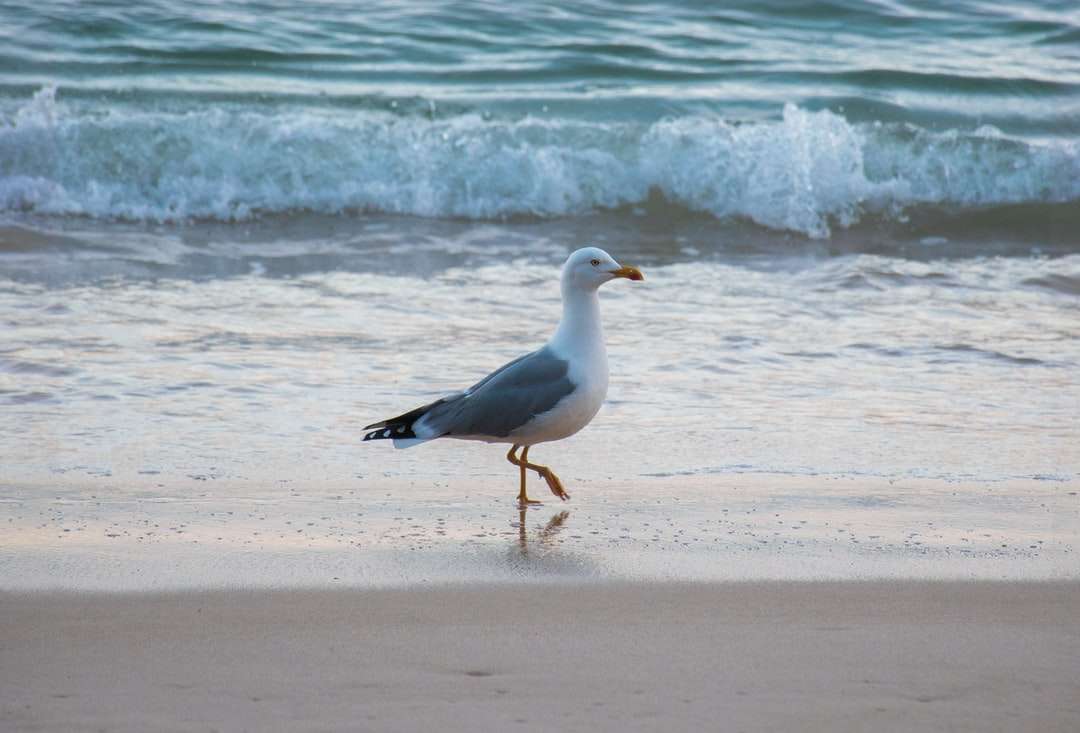 fekete-fehér madár a tengerparton kirakós online