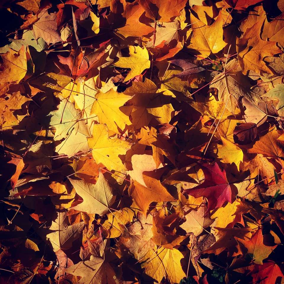 feuilles d'érable marron sur le sol puzzle en ligne