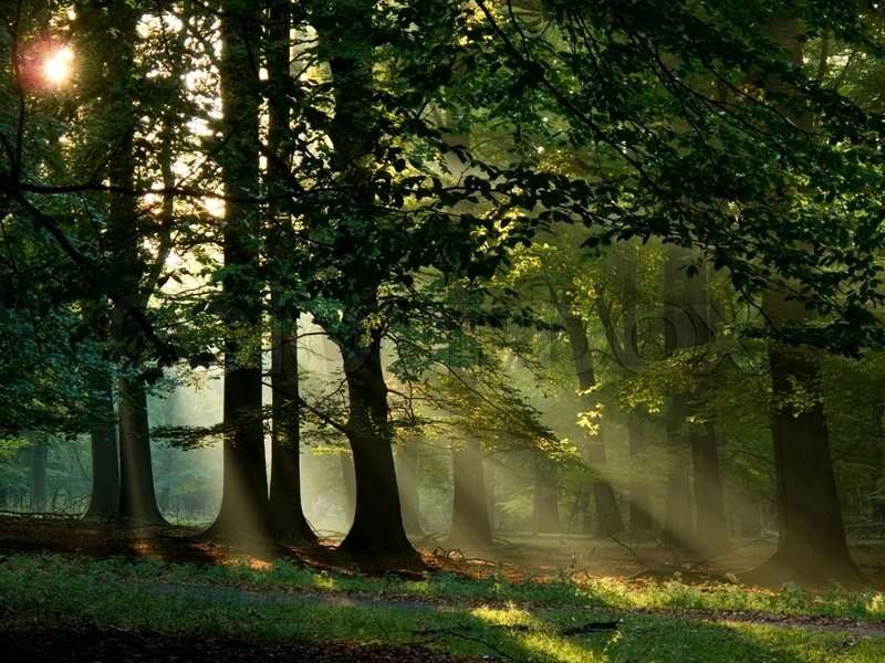 Ανατολή του ηλίου στο δάσος παζλ online