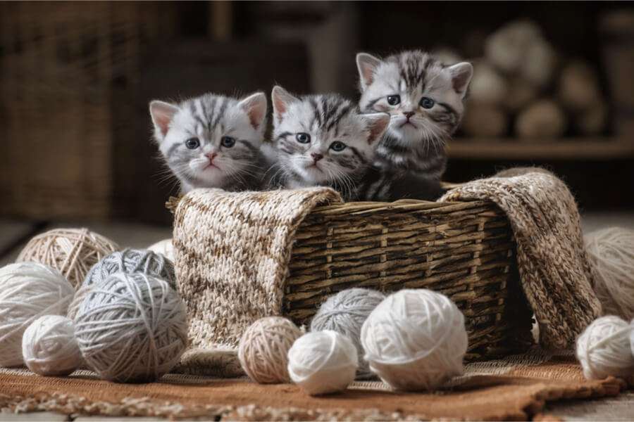 gatitos en la canasta rompecabezas en línea