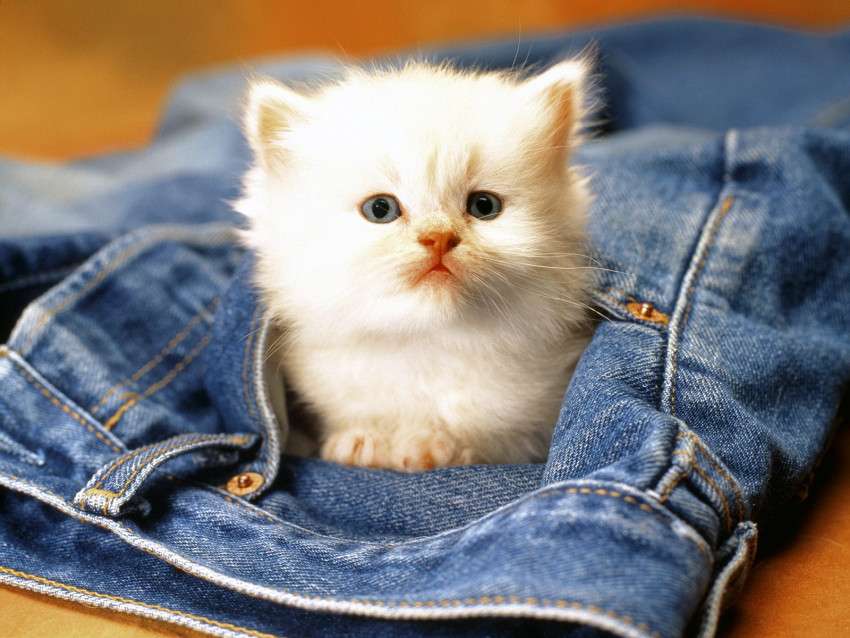 fehér kis cica kirakós online