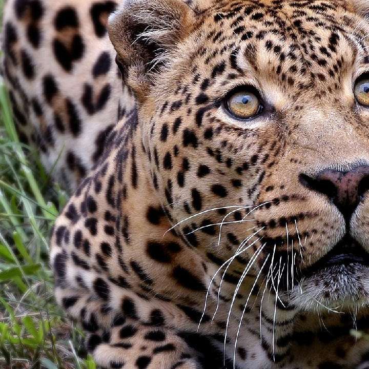 jaguar online puzzel