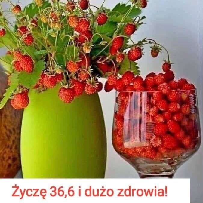 wild strawberries for health online puzzle