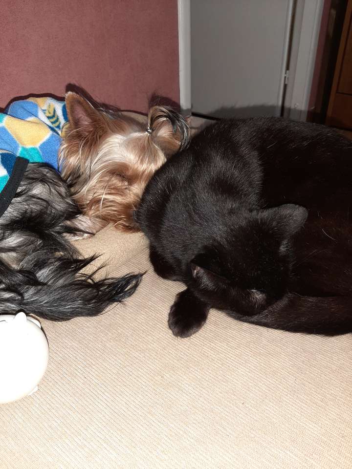 Black kitten en Yorkshire Terrier puzzel online puzzel