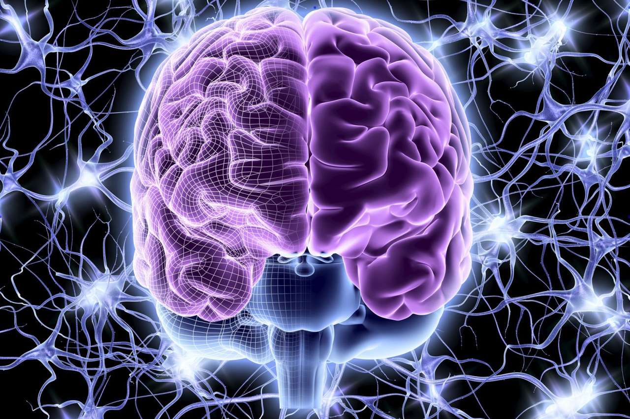 Cervello umano puzzle online