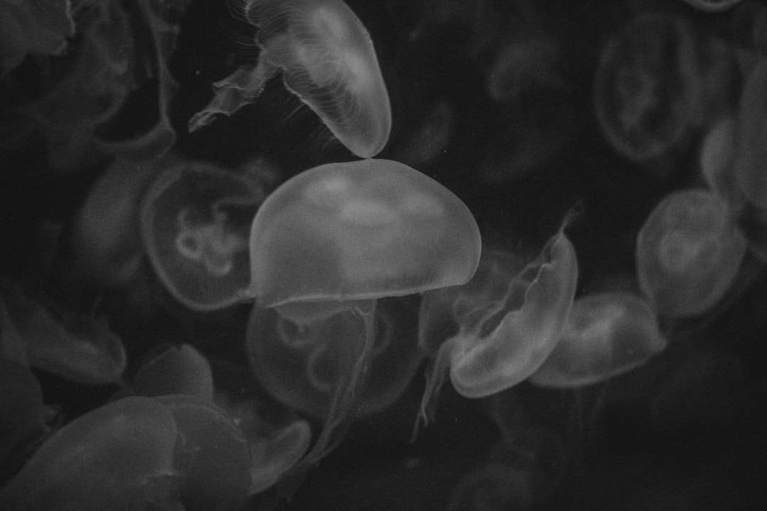 Fotografía en escala de grises de medusas. rompecabezas en línea