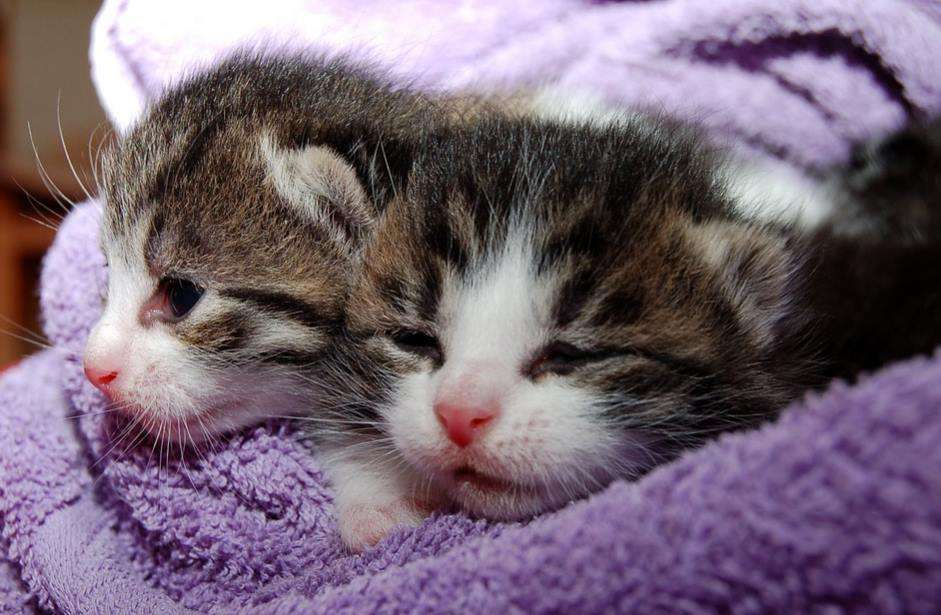 sovande katter pussel på nätet