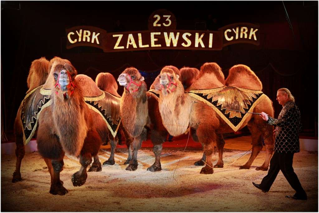 kamelen in het circus legpuzzel online