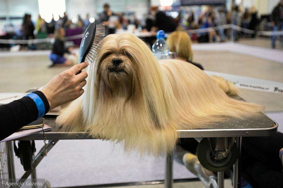 perro de pelo largo rompecabezas en línea