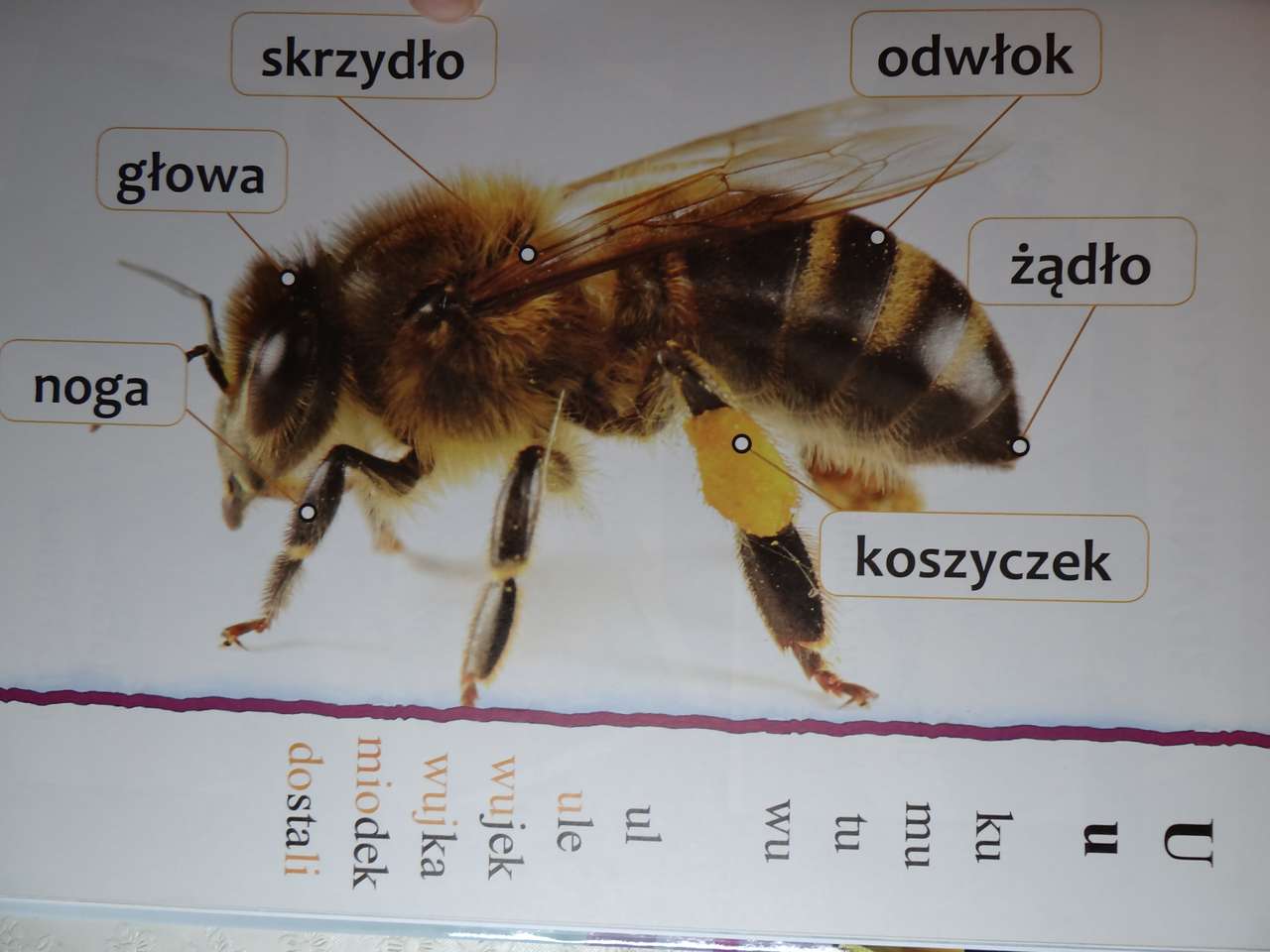 A estrutura da abelha puzzle online