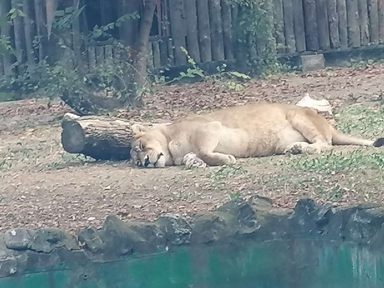 En el zoológico de Bucarest rompecabezas en línea