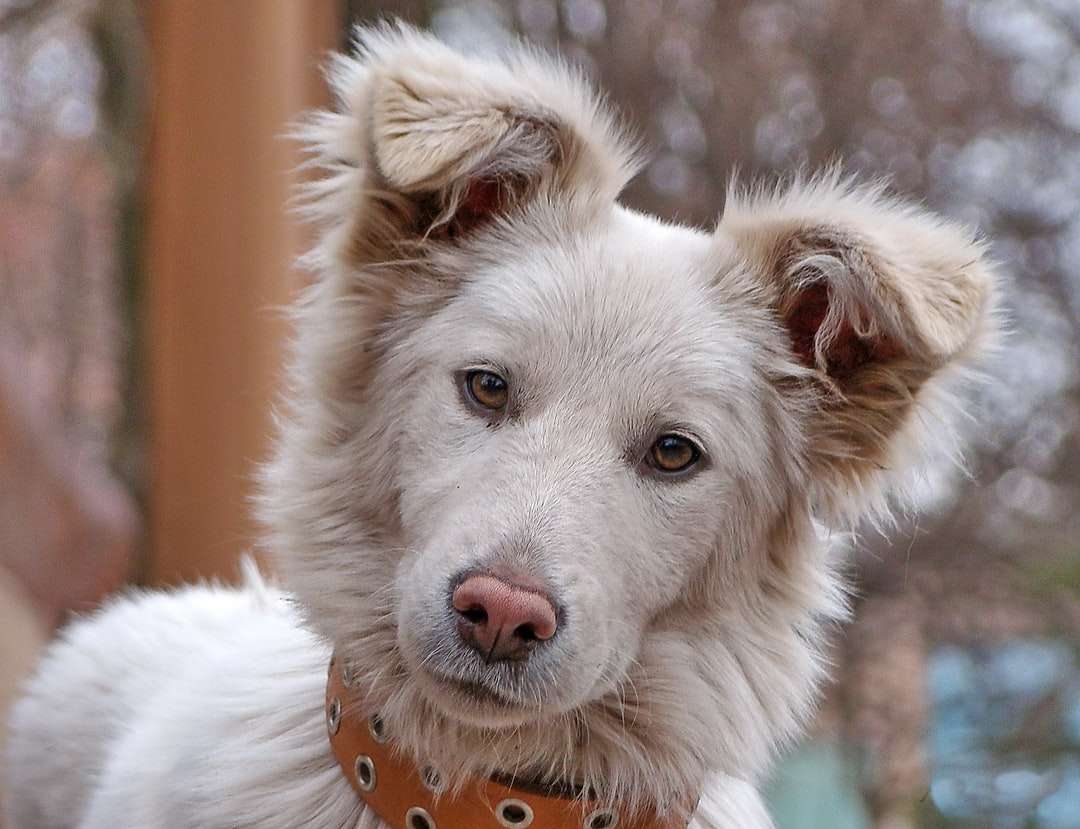 cachorro com pêlo longo branco e marrom puzzle online