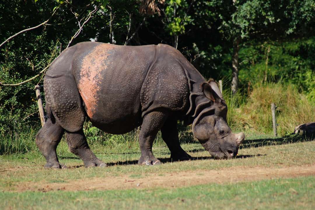 brun noshörning som äter gräs pussel på nätet